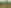 Herbstwald – Öl auf Packpapier